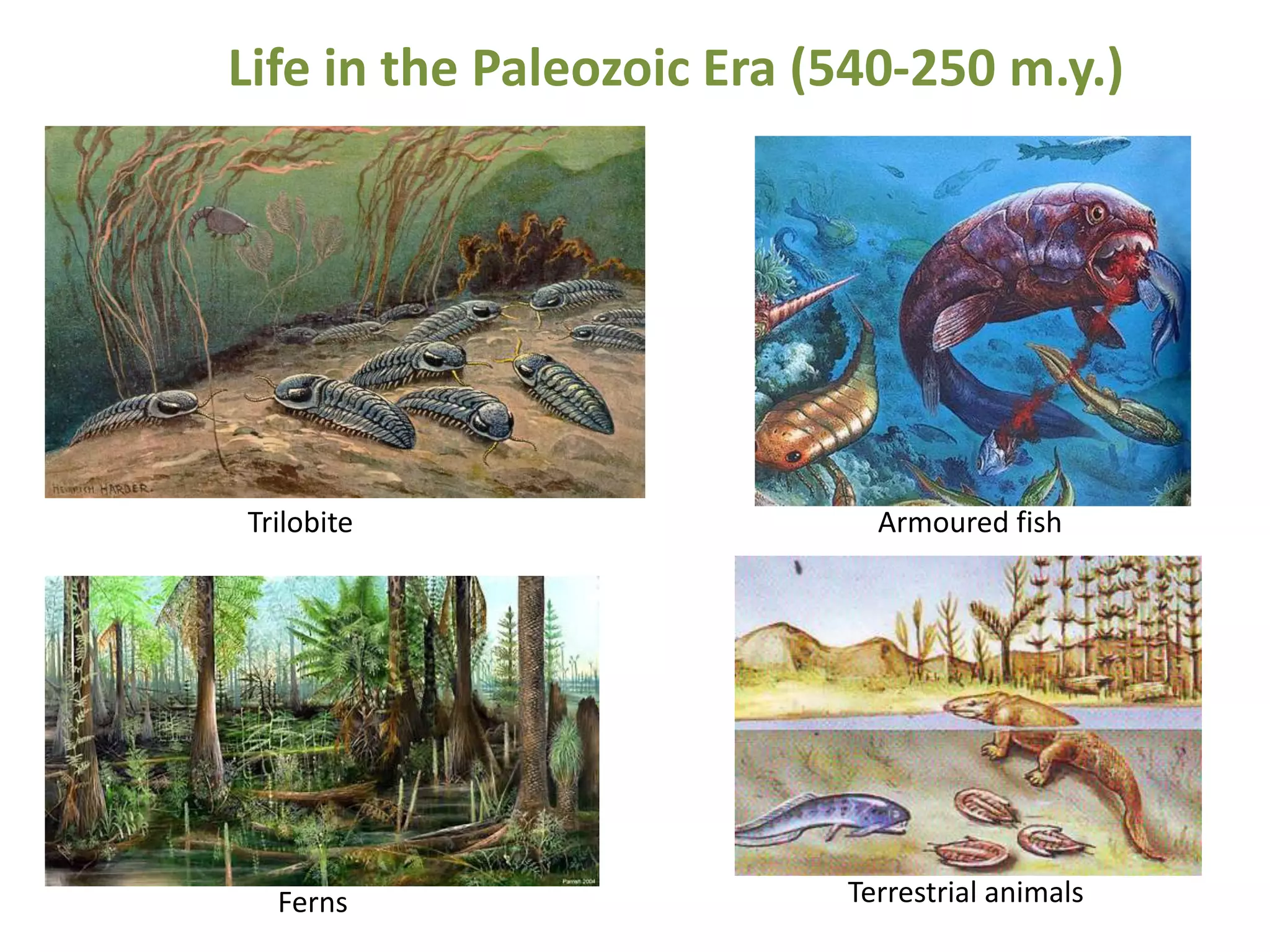 Life in the Paleozoic Era (540-250 m.y.)

Trilobite

Ferns

Armoured fish

Terrestrial animals

 