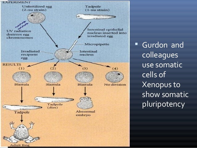 History Of Embryology