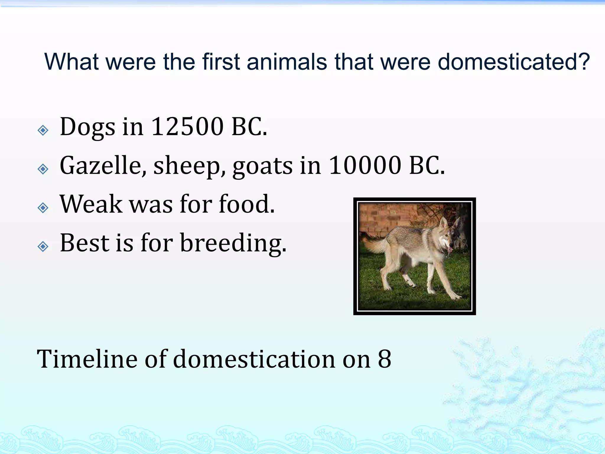 What were the first animals that were domesticated?

   Dogs in 12500 BC.
   Gazelle, sheep, goats in 10000 BC.
   Weak was for food.
   Best is for breeding.



Timeline of domestication on 8
 