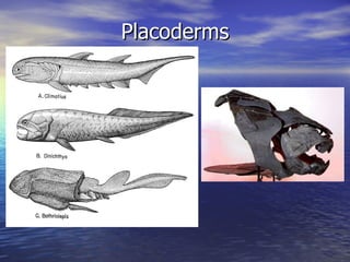 Placoderms
 
