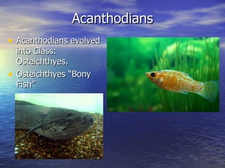 Acanthodians
• Acanthodians evolved
    into Class:
    Osteichthyes.
•   Osteichthyes “Bony
    Fish”
 