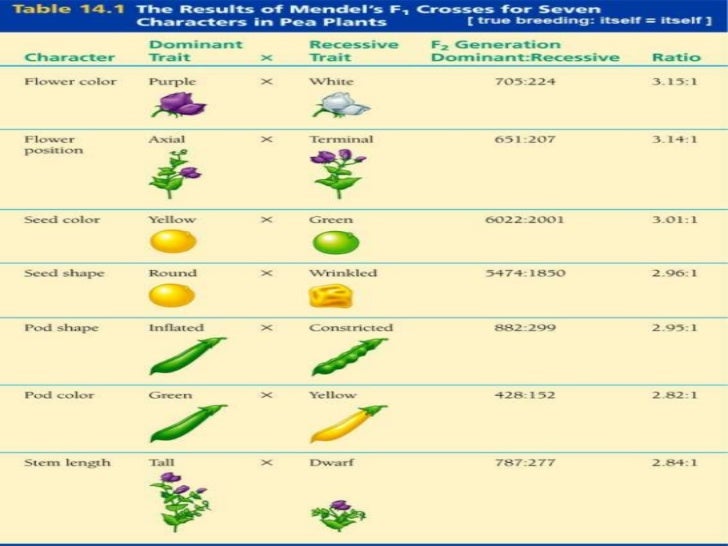 History Of Genetics