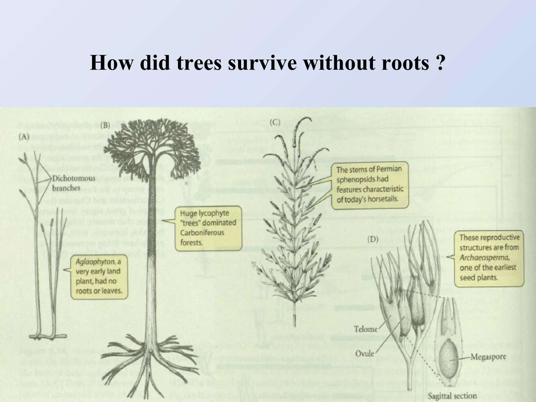 How did trees survive without roots ?

 