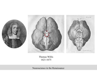 A (Short) History of the Human Brain | PPTX
