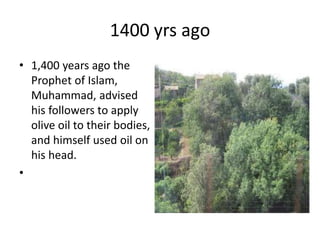 History of olive in world A Research Report By Mr Allah Dad Khan | PPTX