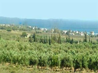 History of olive in world A Research Report By Mr Allah Dad Khan | PPTX