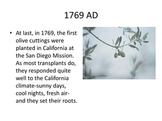 History of olive in world A Research Report By Mr Allah Dad Khan | PPTX