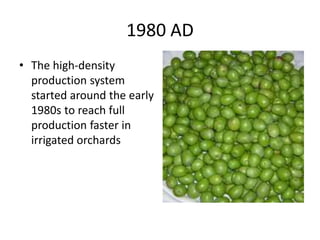 History of olive in world A Research Report By Mr Allah Dad Khan | PPTX