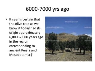 History of olive in world A Research Report By Mr Allah Dad Khan | PPTX