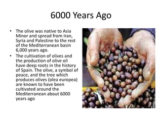 History of olive in world A Research Report By Mr Allah Dad Khan | PPTX