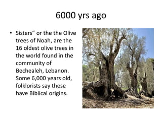 History of olive in world A Research Report By Mr Allah Dad Khan | PPTX