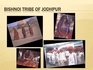 BISHNOI TRIBE OF JODHPUR
 