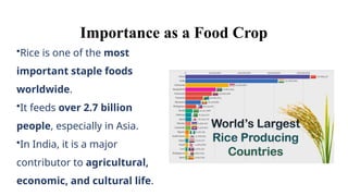 How Rice Was Invented HISTORY OF RICE - The origin and popularisation in India | PPTX