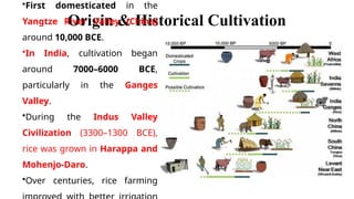 How Rice Was Invented HISTORY OF RICE - The origin and popularisation in India | PPTX