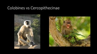 Cercopithecinae Examples History of Sivaliks.pptx