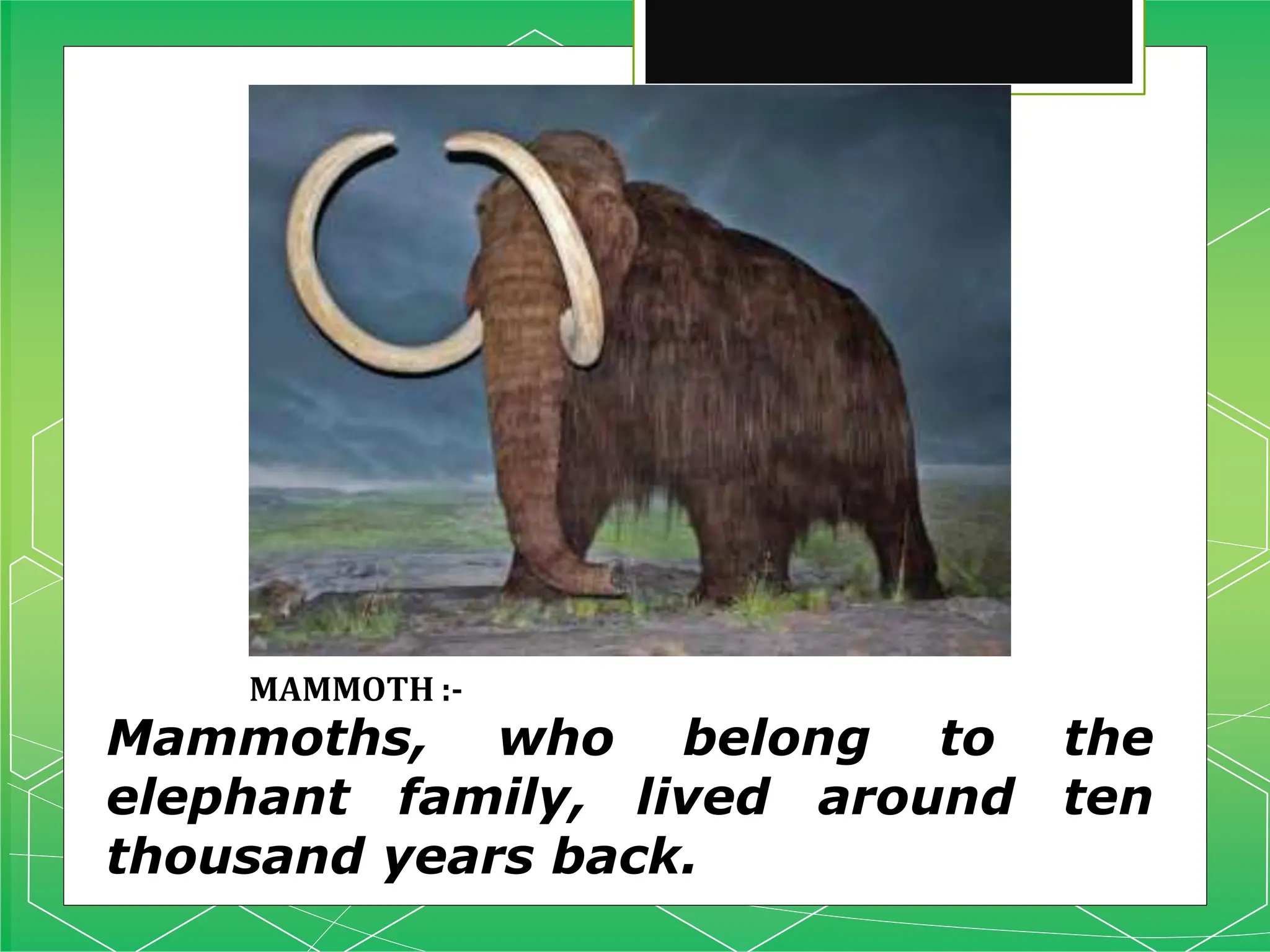 MAMMOTH :-
Mammoths, who belong to the
elephant family, lived around ten
thousand years back.
 