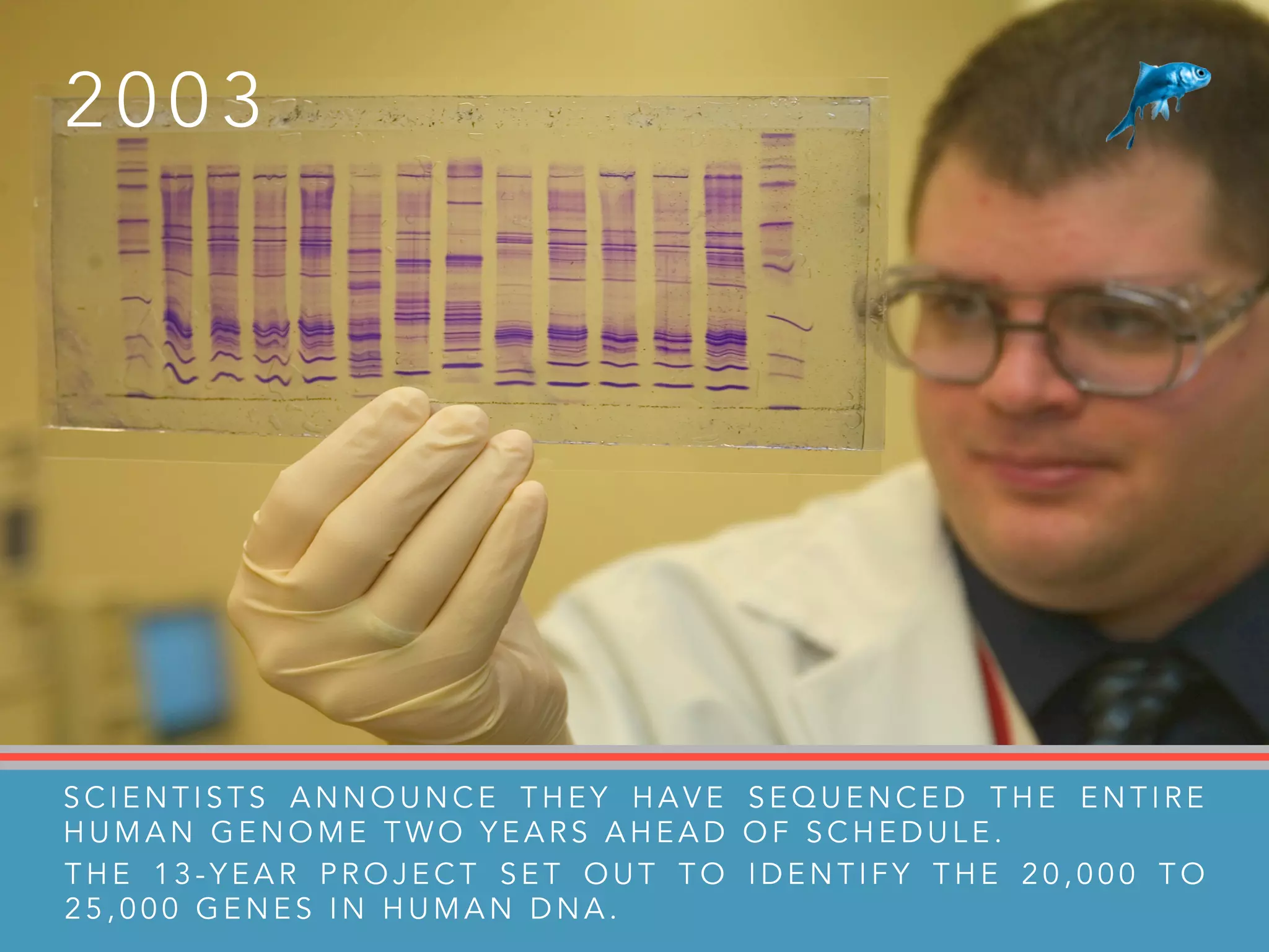2 0 0 3
S C I E N T I S T S A N N O U N C E T H E Y H A V E S E Q U E N C E D T H E E N T I R E
H U M A N G E N O M E T W O Y E A R S A H E A D O F S C H E D U L E .
T H E 1 3 - Y E A R P R O J E C T S E T O U T T O I D E N T I F Y T H E 2 0 , 0 0 0 T O
2 5 , 0 0 0 G E N E S I N H U M A N D N A .
 