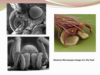 Fly Feet Microscope History of the microscope | PPTX