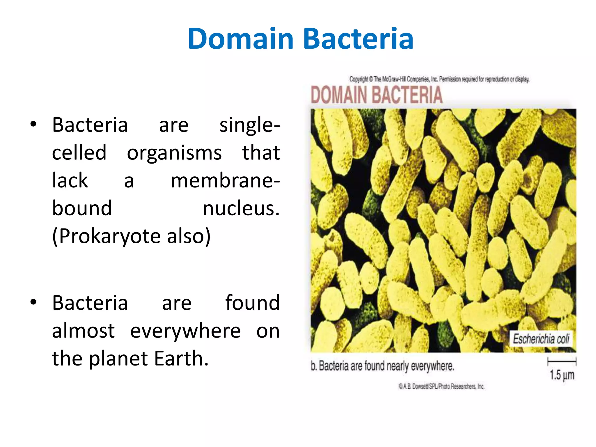 Domain Bacteria
• Bacteria are single-
celled organisms that
lack a membrane-
bound nucleus.
(Prokaryote also)
• Bacteria are found
almost everywhere on
the planet Earth.
 