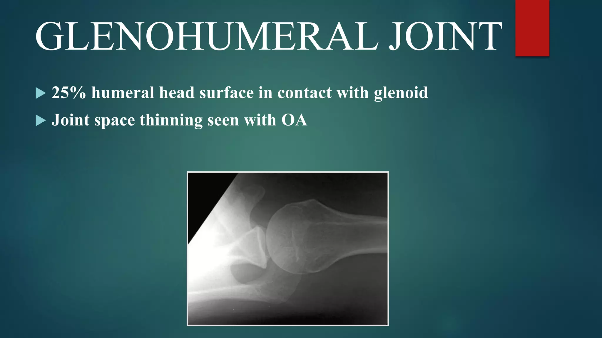 GLENOHUMERAL JOINT
 25% humeral head surface in contact with glenoid
 Joint space thinning seen with OA
 