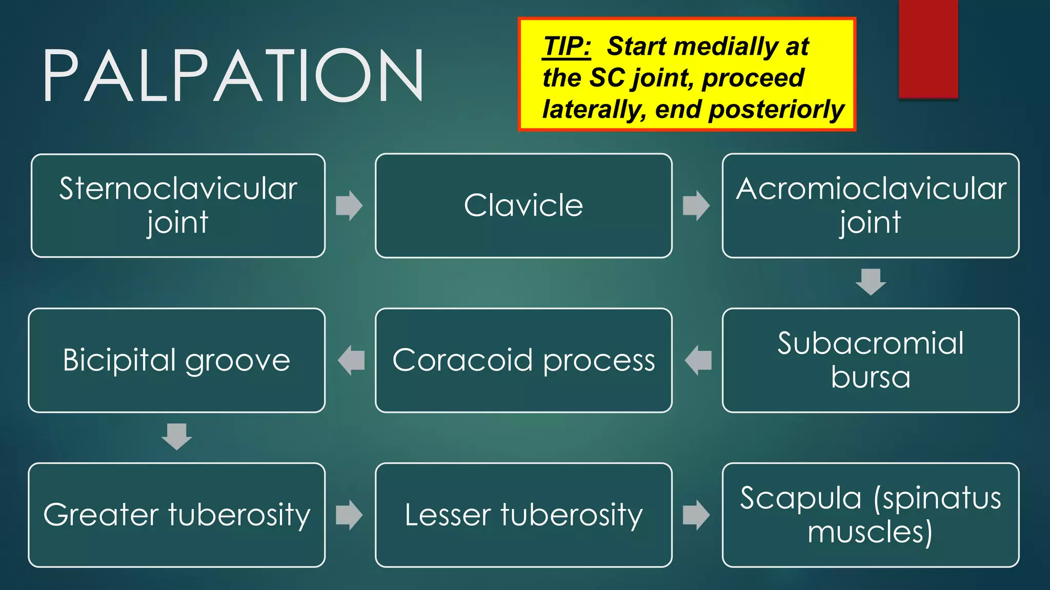 PALPATION
Sternoclavicular
joint
Clavicle
Acromioclavicular
joint
Subacromial
bursa
Coracoid processBicipital groove
Greater tuberosity Lesser tuberosity
Scapula (spinatus
muscles)
TIP: Start medially at
the SC joint, proceed
laterally, end posteriorly
 