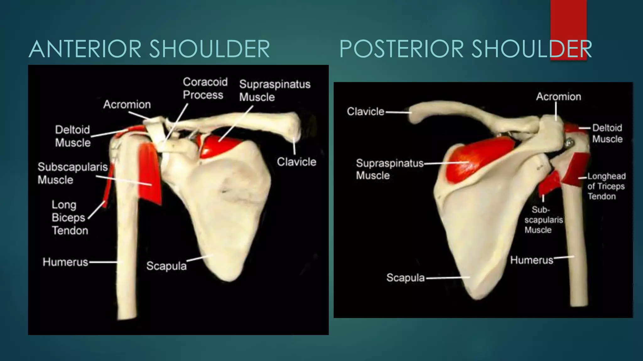 ANTERIOR SHOULDER POSTERIOR SHOULDER
 