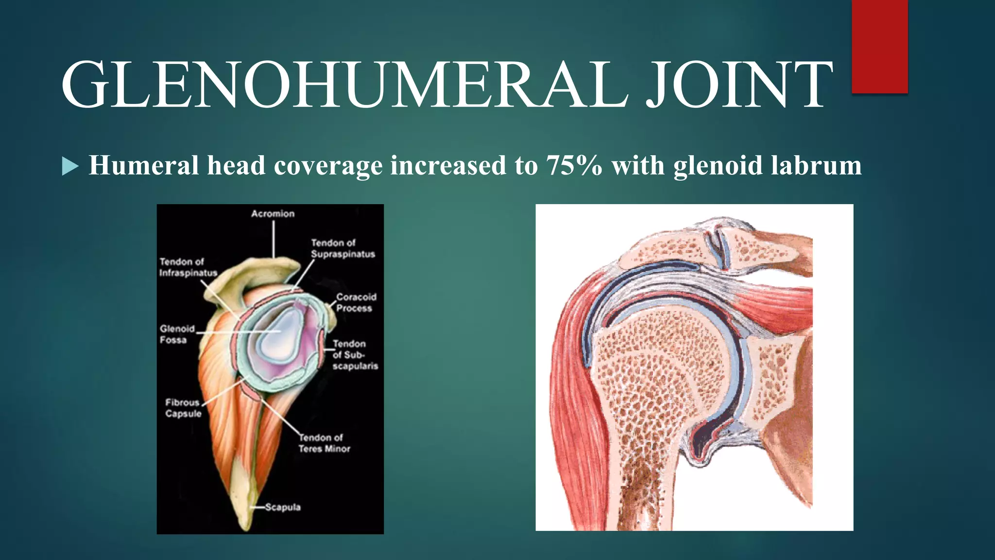 GLENOHUMERAL JOINT
 Humeral head coverage increased to 75% with glenoid labrum
 
