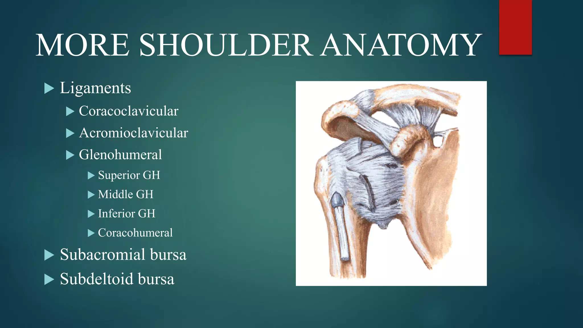 MORE SHOULDER ANATOMY
 Ligaments
 Coracoclavicular
 Acromioclavicular
 Glenohumeral
 Superior GH
 Middle GH
 Inferior GH
 Coracohumeral
 Subacromial bursa
 Subdeltoid bursa
 