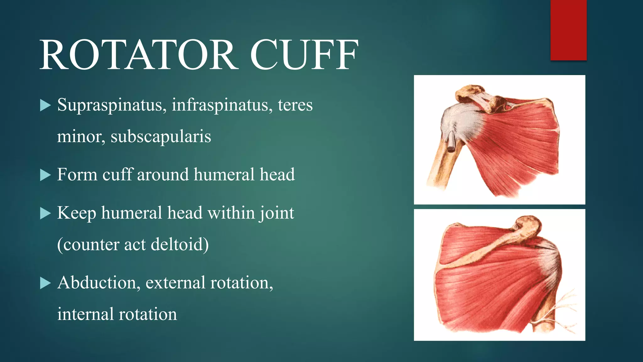 ROTATOR CUFF
 Supraspinatus, infraspinatus, teres
minor, subscapularis
 Form cuff around humeral head
 Keep humeral head within joint
(counter act deltoid)
 Abduction, external rotation,
internal rotation
 
