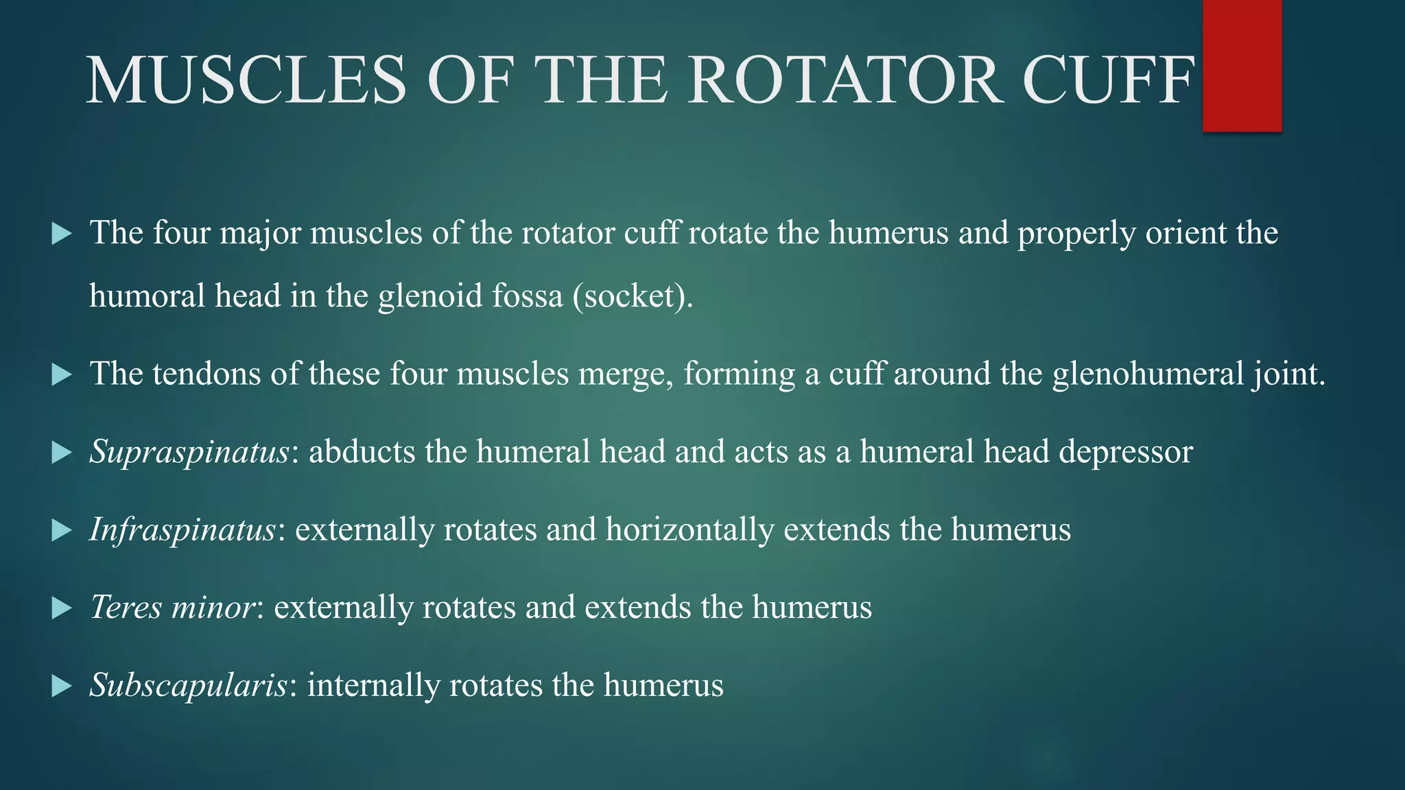 MUSCLES OF THE ROTATOR CUFF
 The four major muscles of the rotator cuff rotate the humerus and properly orient the
humoral head in the glenoid fossa (socket).
 The tendons of these four muscles merge, forming a cuff around the glenohumeral joint.
 Supraspinatus: abducts the humeral head and acts as a humeral head depressor
 Infraspinatus: externally rotates and horizontally extends the humerus
 Teres minor: externally rotates and extends the humerus
 Subscapularis: internally rotates the humerus
 