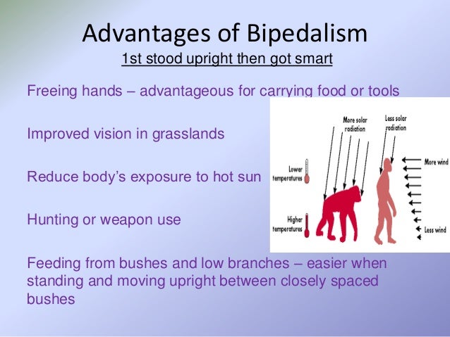 advantages of bipedalism