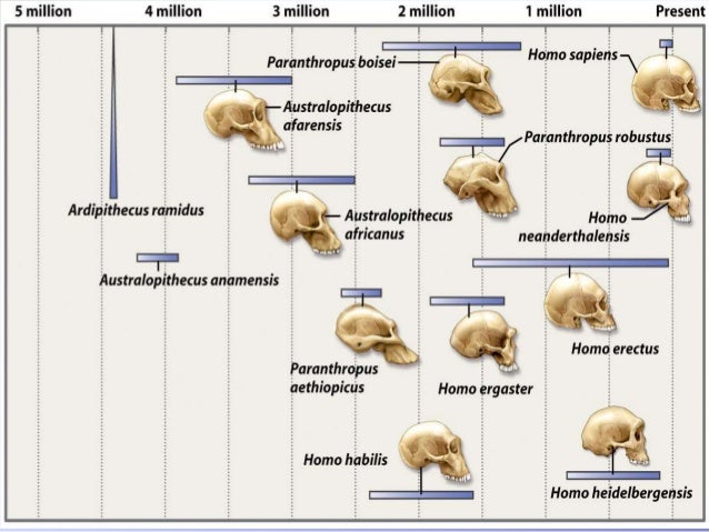 Evolution And Human Behavior Darwinian Perspectives On Human Nature Evolution And Human Behavior Darwinian Perspectives On Human Nature