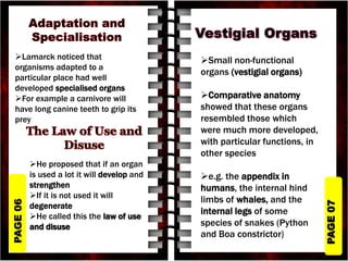 PAGE
07
PAGE
06
Lamarck noticed that
organisms adapted to a
particular place had well
developed specialised organs
For example a carnivore will
have long canine teeth to grip its
prey
He proposed that if an organ
is used a lot it will develop and
strengthen
If it is not used it will
degenerate
He called this the law of use
and disuse
Small non-functional
organs (vestigial organs)
Comparative anatomy
showed that these organs
resembled those which
were much more developed,
with particular functions, in
other species
e.g. the appendix in
humans, the internal hind
limbs of whales, and the
internal legs of some
species of snakes (Python
and Boa constrictor)
 