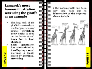 PAGE
11
PAGE
10
Lamarck’s most
famous illustration
was using the giraffe
as an example
 The long neck of the
giraffe has evolved as a
result of generations of
giraffes stretching
their necks to feed
on the leaves of tall
trees due to food
shortage
 Each generation
has transmitted to
its offspring a small
increase in length
caused by continual
stretching
The modern giraffe thus has a
very long neck due to
inheritance of the acquired
characteristic
 
