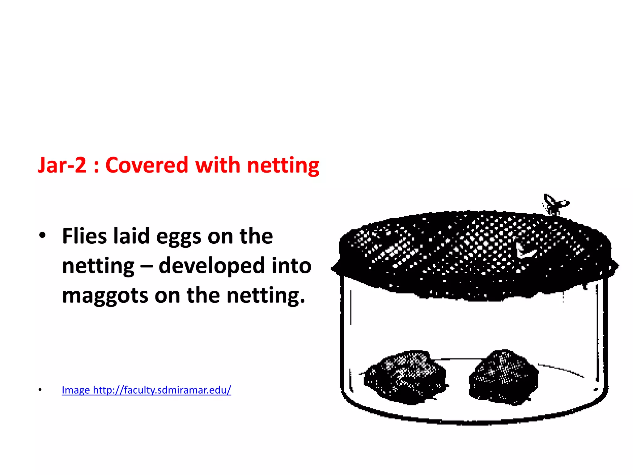 Jar-2 : Covered with netting
• Flies laid eggs on the
netting – developed into
maggots on the netting.
• Image http://faculty.sdmiramar.edu/
 
