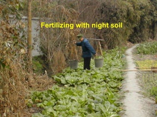 Fertilizing with night soil
 