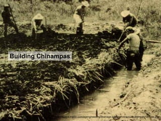 Building Chinampas




             http://kyapa.tripod.com/agengineering/drainage-lowland/veracruzbuildingchinampas.jpg
 