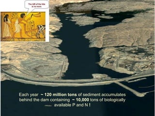 Each year ~ 120 million tons of sediment accumulates
behind the dam containing ~ 10,000 tons of biologically
                 available P and N !
 