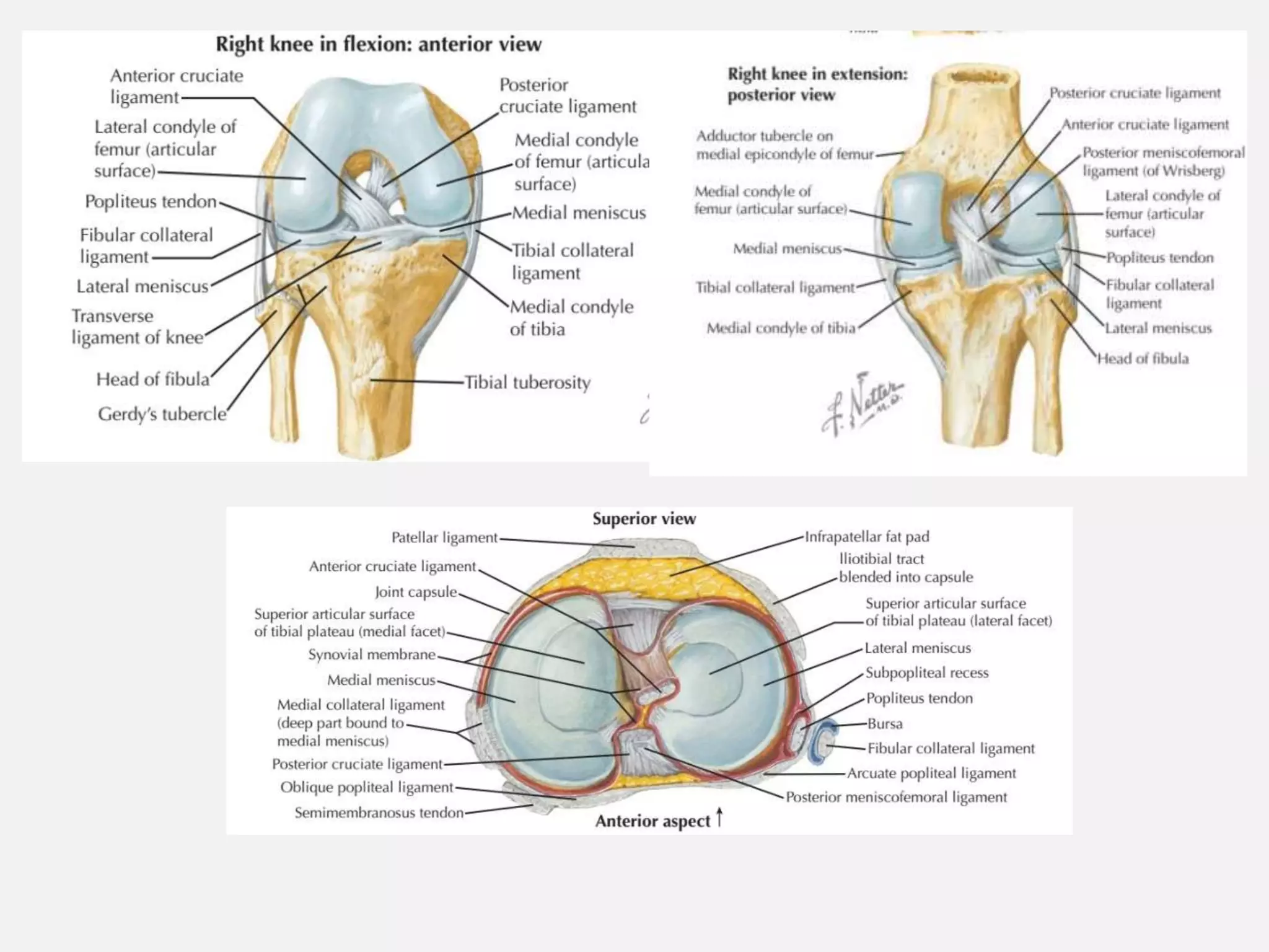 History taking and physical examination of the knee | PPTX