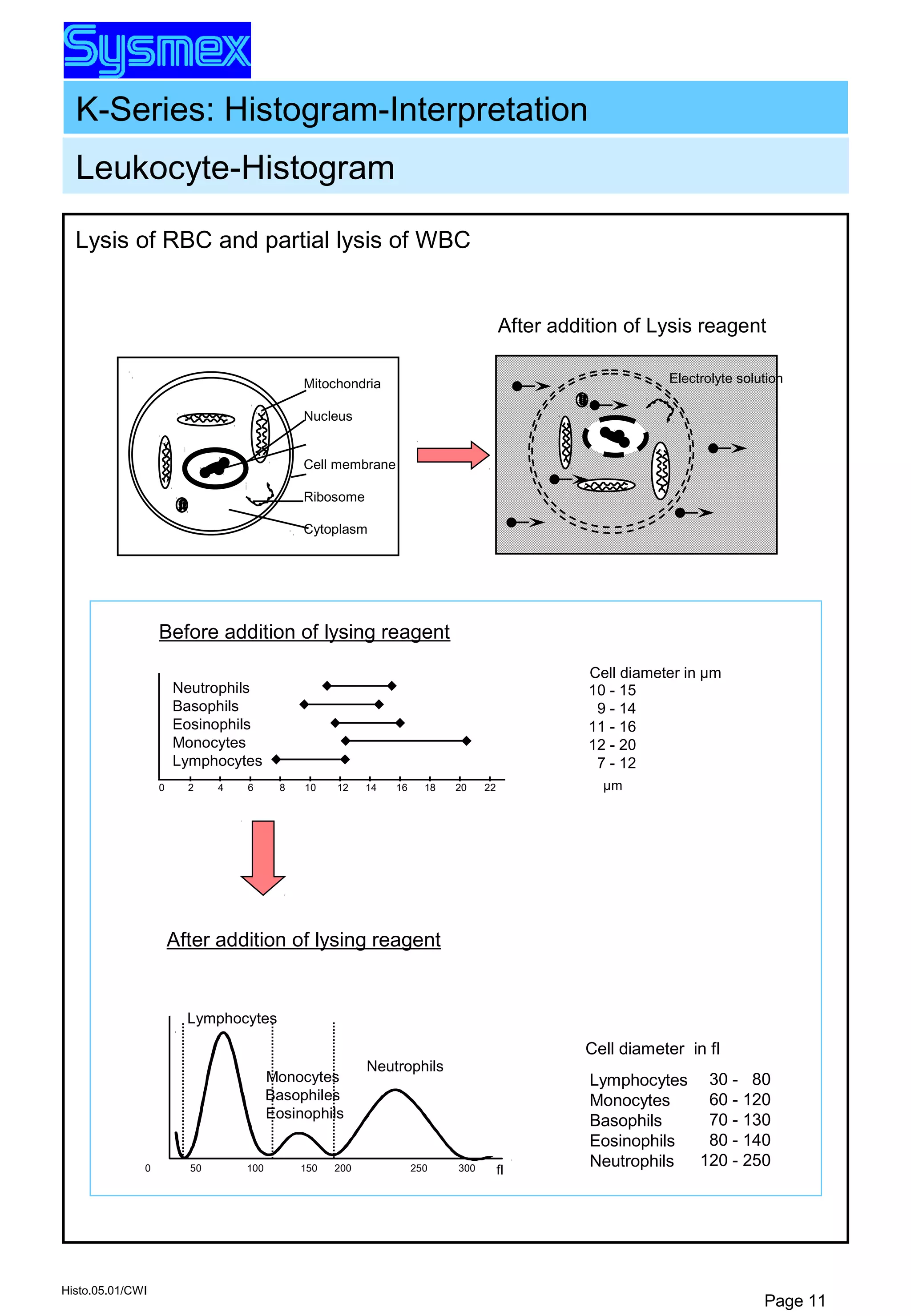 K-Series: Histogram-Interpretation
Histo.05.01/CWI
Page 11
Lysis of RBC and partial lysis of WBC
Electrolyte solution
After addition of Lysis reagent
Mitochondria
Nucleus
Cell membrane
Ribosome
Cytoplasm
Leukocyte-Histogram
Before addition of lysing reagent
0 2 4 6 8 10 12 14 16 18 20 22
Neutrophils
Basophils
Eosinophils
Monocytes
Lymphocytes
Cell diameter in µm
10 - 15
9 - 14
11 - 16
12 - 20
7 - 12
µm
After addition of lysing reagent
30 - 80
60 - 120
70 - 130
80 - 140
120 - 250
Cell diameter in fl
Lymphocytes
Monocytes
Basophils
Eosinophils
Neutrophils0 50 100 150 200 250 300
Lymphocytes
Monocytes
Basophiles
Eosinophils
Neutrophils
fl
 