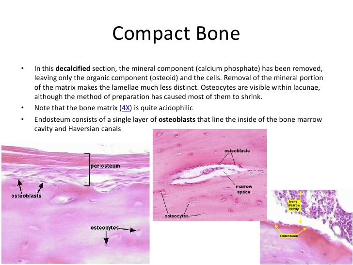 Histo specialized ct study guide 2