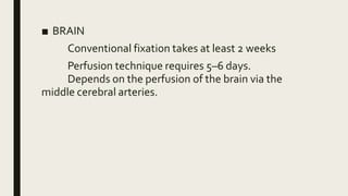 ■ BRAIN
Conventional fixation takes at least 2 weeks
Perfusion technique requires 5–6 days.
Depends on the perfusion of the brain via the
middle cerebral arteries.
 