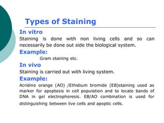 Types of Staining
In vitro
Staining is done with non living cells and so can
necessarily be done out side the biological system.
Example:
Gram staining etc.
In vivo
Staining is carried out with living system.
Example:
Acridine orange (AO) /Ethidium bromide (EB)staining used as
marker for apoptosis in cell population and to locate bands of
DNA in gel electrophoresis. EB/AO combination is used for
distinguishing between live cells and apoptic cells.
 
