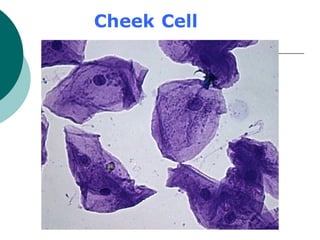 Cheek Cell
 