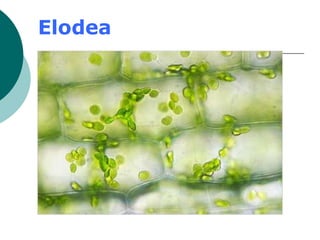 Elodea
 