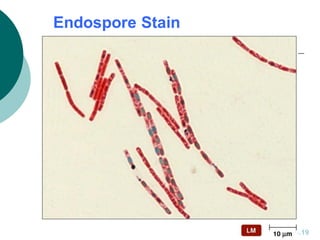 Endospore Stain
Figure 4.19
 