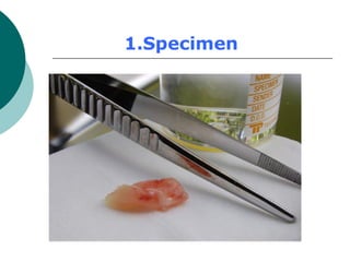 1.Specimen
 
