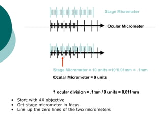 Stage Micrometer
Ocular Micrometer
Stage Micrometer = 10 units =10*0.01mm = .1mm
Ocular Micrometer = 9 units
1 ocular division = .1mm / 9 units = 0.011mm
• Start with 4X objective
• Get stage micrometer in focus
• Line up the zero lines of the two micrometers
 