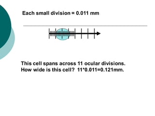 Each small division = 0.011 mm
This cell spans across 11 ocular divisions.
How wide is this cell? 11*0.011=0.121mm.
 
