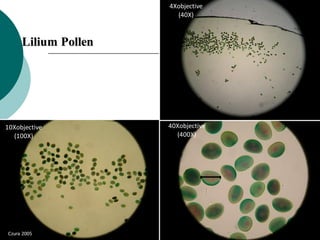 Lilium Pollen
4Xobjective
(40X)
10Xobjective
(100X)
40Xobjective
(400X)
Czura 2005
 
